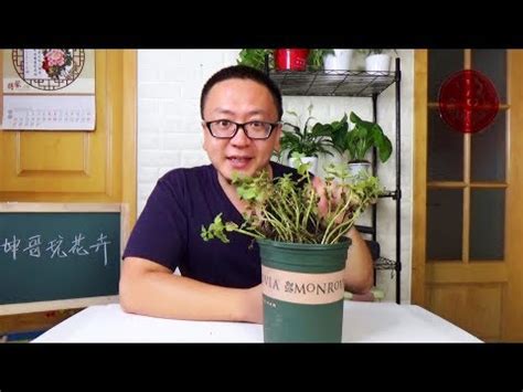 枯萎植物 風水|讓風水變好的植栽有哪些？想開運轉運就靠它